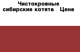 Чистокровные сибирские котята › Цена ­ 15 000 - Все города Животные и растения » Кошки   . Карачаево-Черкесская респ.,Карачаевск г.